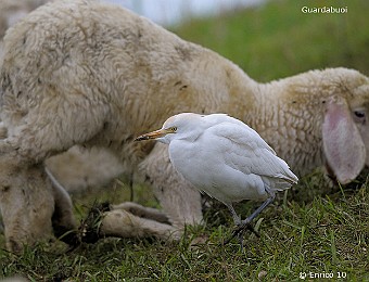 Animali 400